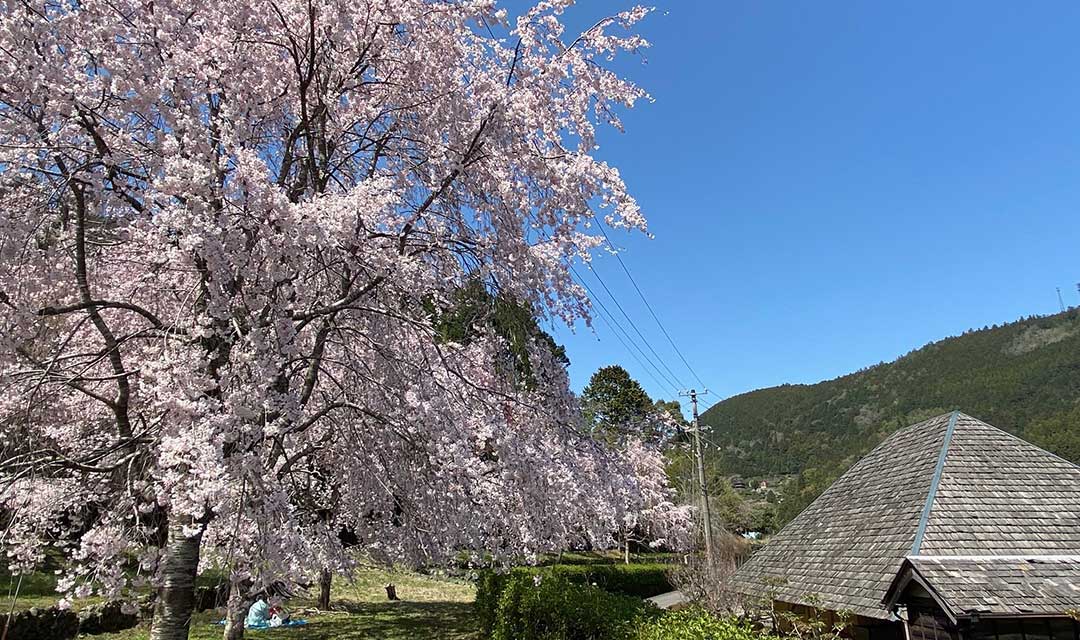日本一美しい枝垂れさくらの町づくりをめざす/徳島県神山町